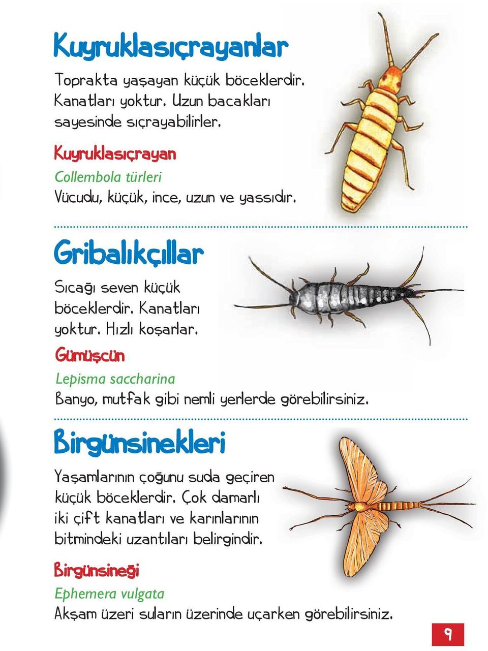 Hızlı koşarlar. Gümüşcün Lepisma saccharina Banyo, mutfak gibi nemli yerlerde görebilirsiniz.