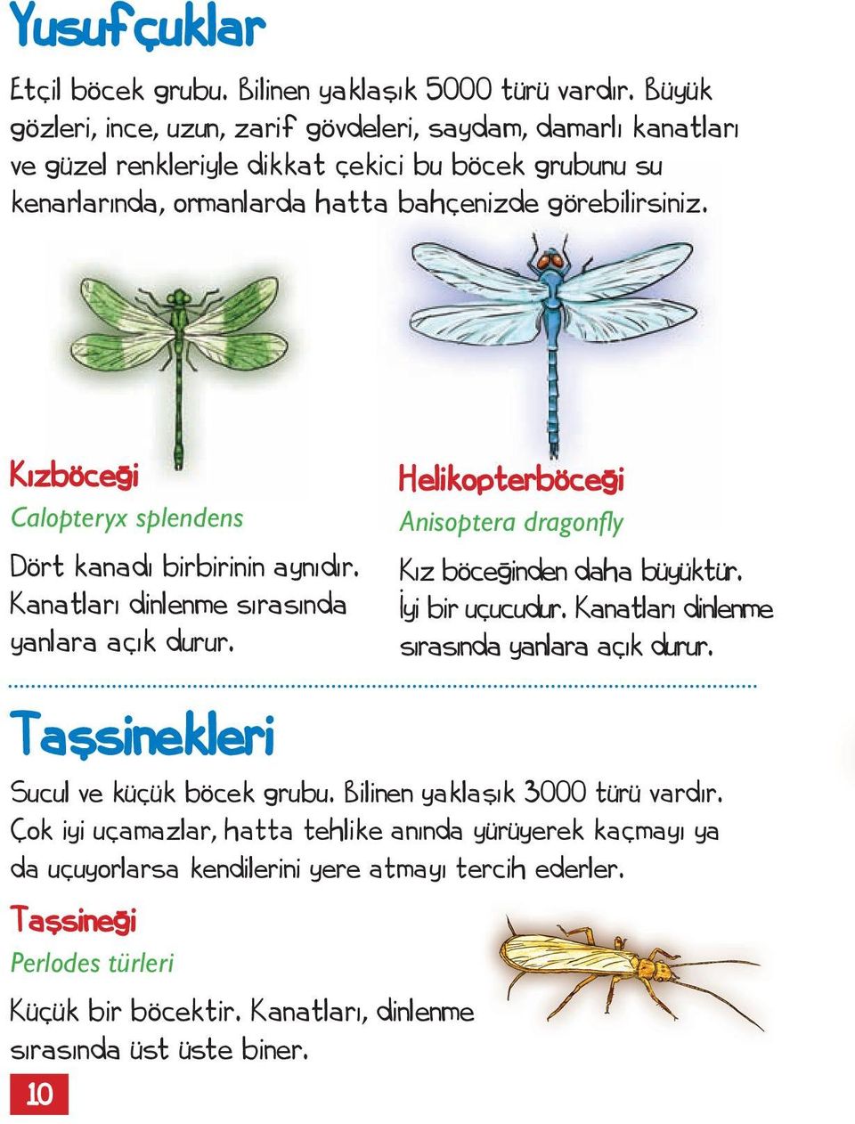 Kızböceği Calopteryx splendens Dört kanadı birbirinin aynıdır. Kanatları dinlenme sırasında yanlara açık durur. Helikopterböceği Anisoptera dragonfly Kız böceğinden daha büyüktür.