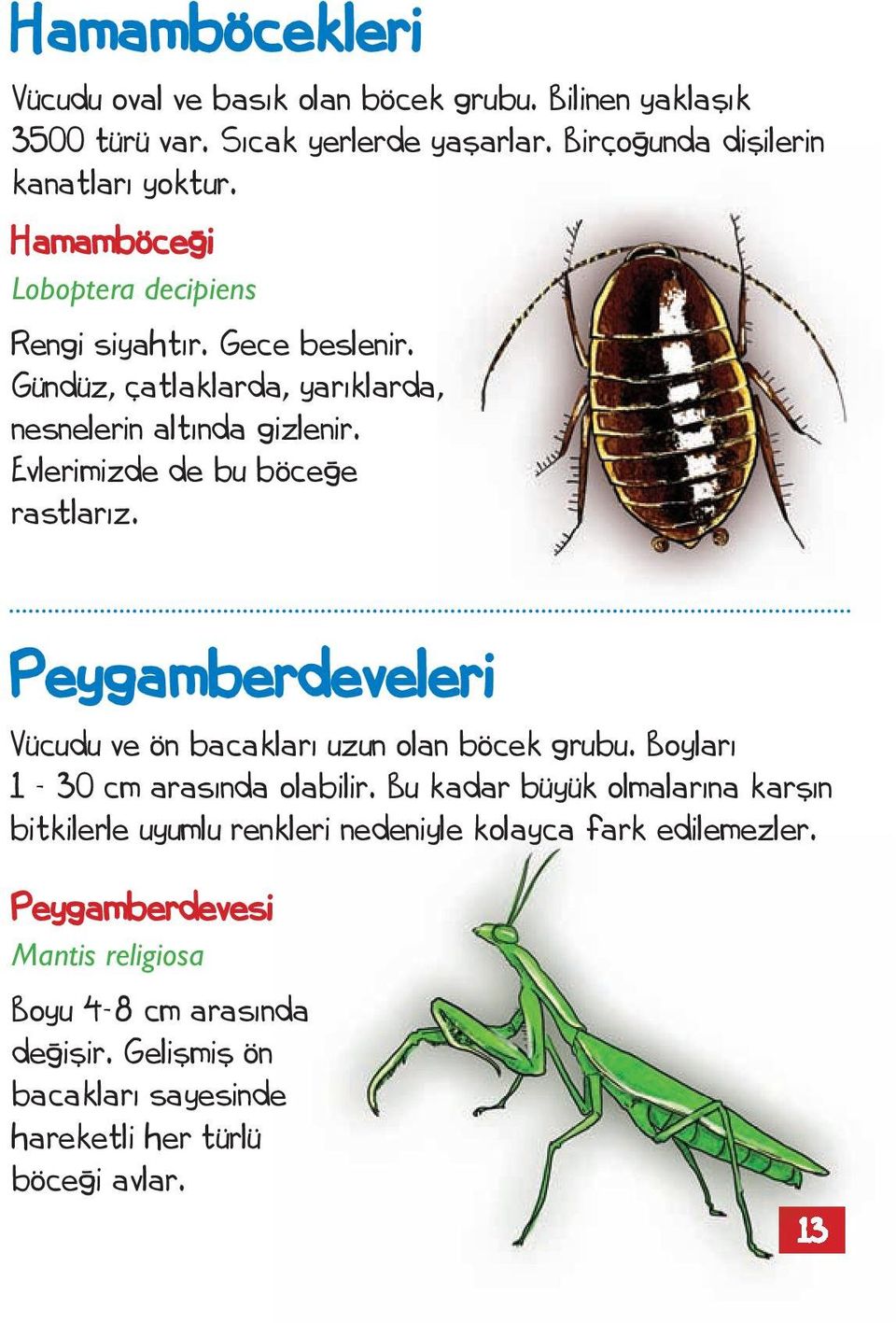 Peygamberdeveleri Vücudu ve ön bacakları uzun olan böcek grubu. Boyları 1-30 cm arasında olabilir.