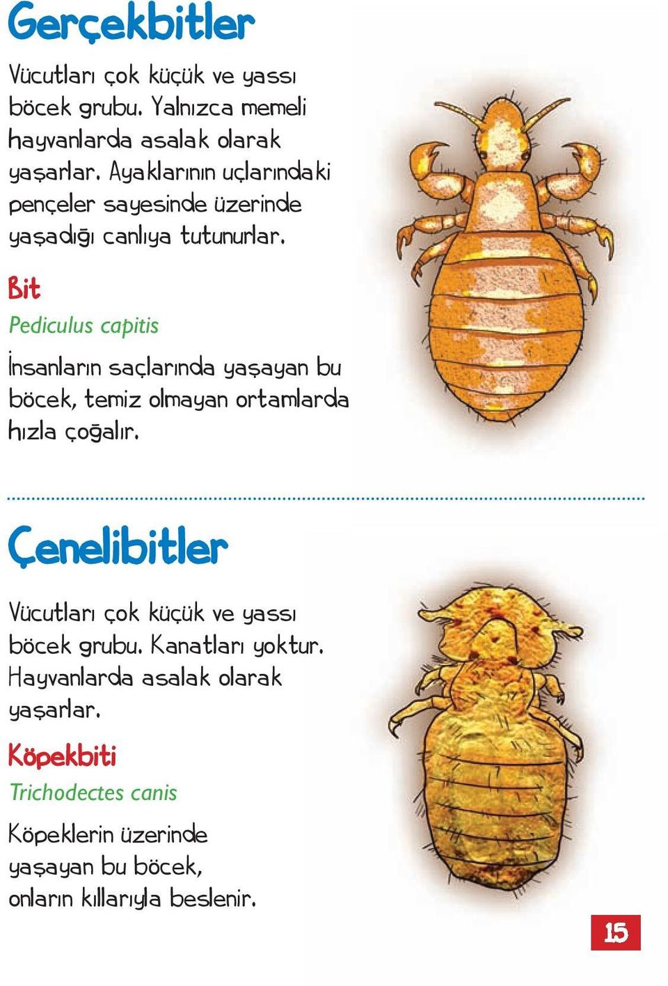 Bit Pediculus capitis İnsanların saçlarında yaşayan bu böcek, temiz olmayan ortamlarda hızla çoğalır.