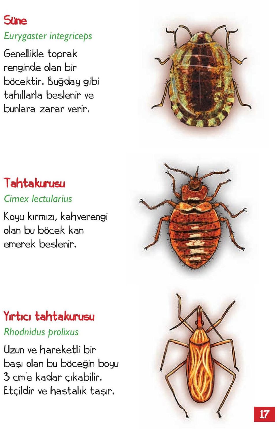 Tahtakurusu Cimex lectularius Koyu kırmızı, kahverengi olan bu böcek kan emerek beslenir.