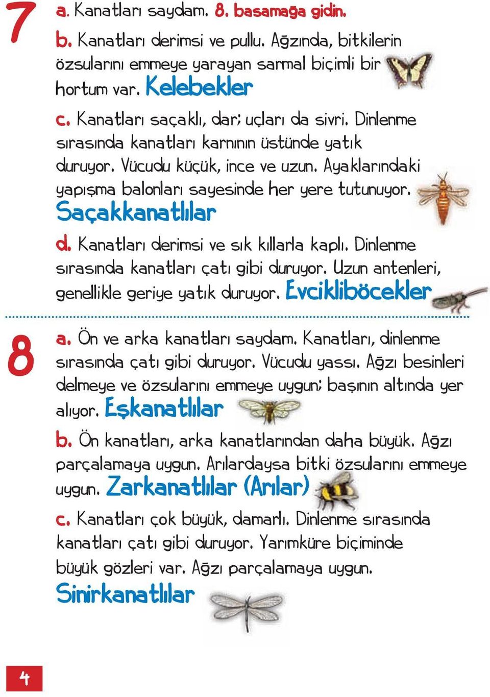 Saçakkanatlılar d. Kanatları derimsi ve sık kıllarla kaplı. Dinlenme sırasında kanatları çatı gibi duruyor. Uzun antenleri, genellikle geriye yatık duruyor. Evcikliböcekler a.