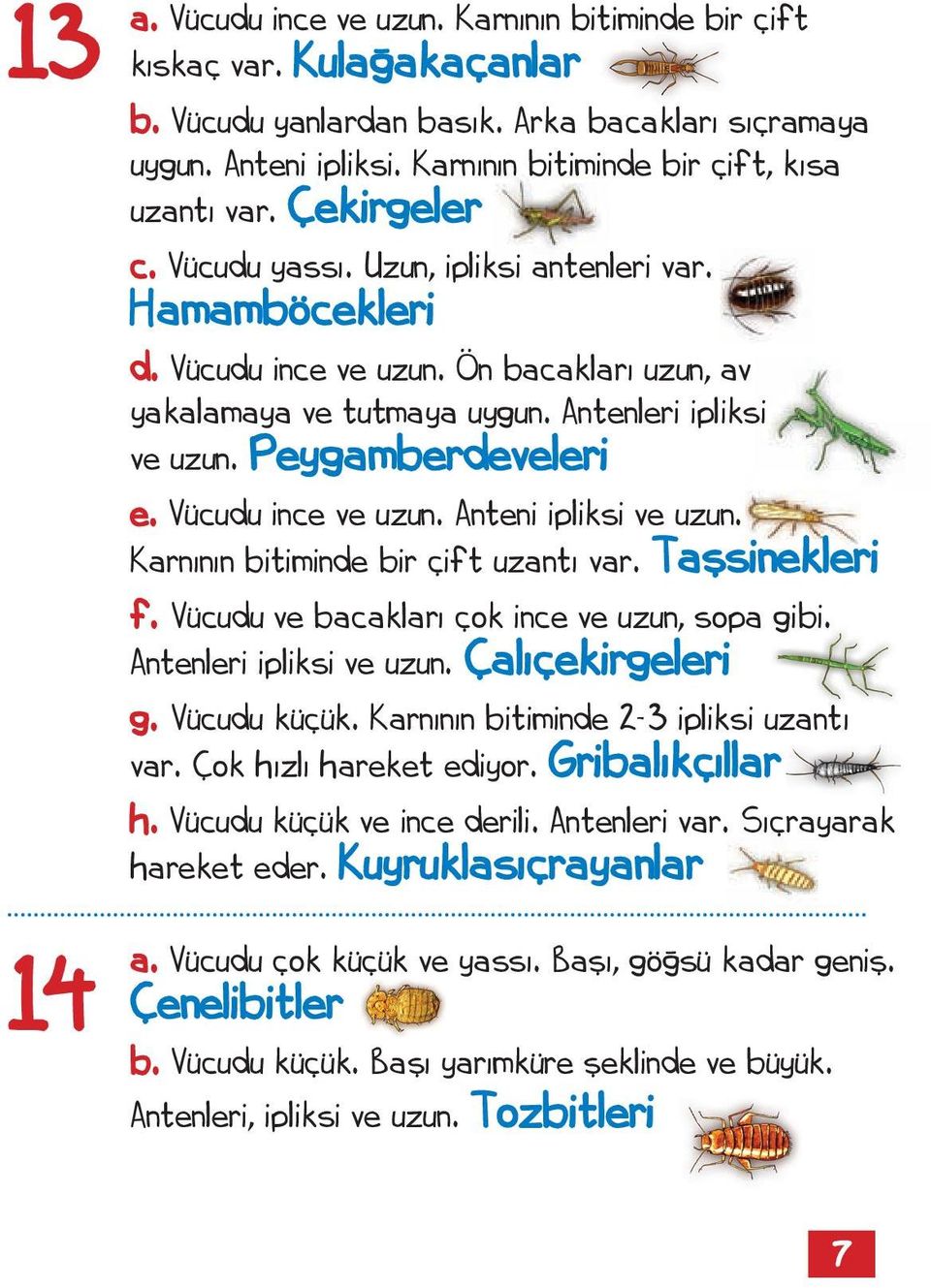 Antenleri ipliksi ve uzun. Peygamberdeveleri e. Vücudu ince ve uzun. Anteni ipliksi ve uzun. Karnının bitiminde bir çift uzantı var. Taşsinekleri f. Vücudu ve bacakları çok ince ve uzun, sopa gibi.