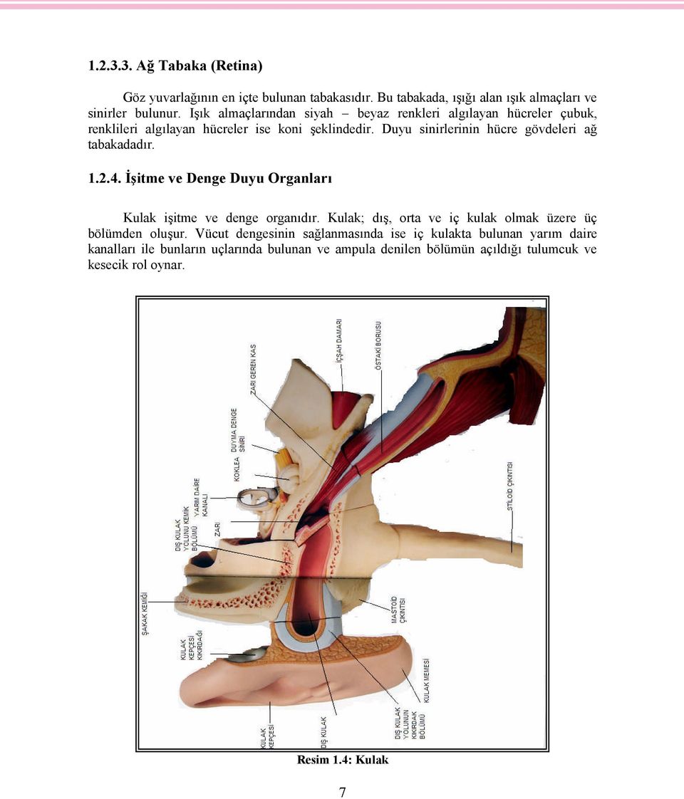 Duyu sinirlerinin hücre gövdeleri ağ tabakadadır. 1.2.4. İşitme ve Denge Duyu Organları Kulak işitme ve denge organıdır.