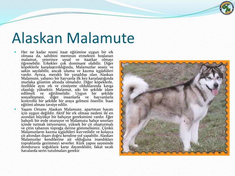 Ayrıca, meraklı bir yaradılışı olan Alaskan Malamute, yabancı bir hayvanla ilk kez karşılaştığında mutlaka gözetim altında olmalıdır.
