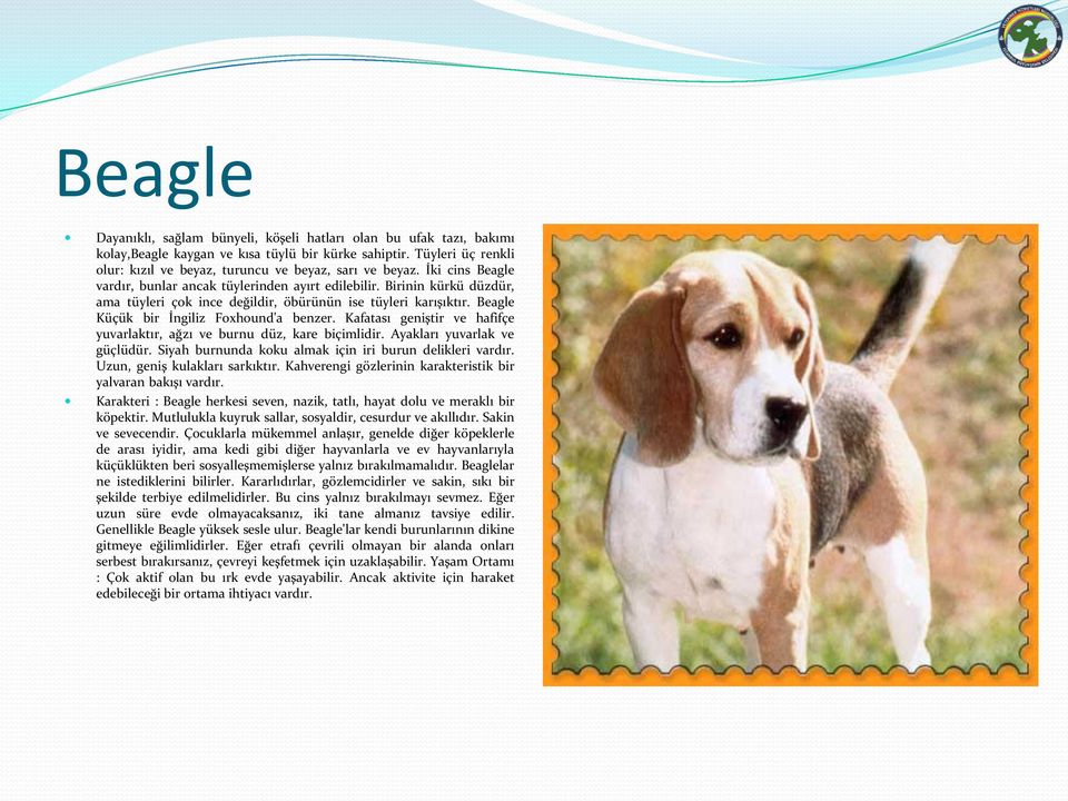 Birinin kürkü düzdür, ama tüyleri çok ince değildir, öbürünün ise tüyleri karışıktır. Beagle Küçük bir İngiliz Foxhound'a benzer.