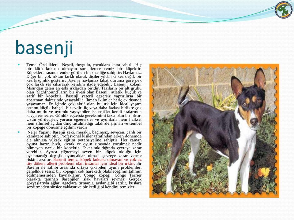Basenji, kökeni Mısır'dan gelen en eski ırklardan biridir. Tazıların bir alt grubu olan "Sighthound"ların bir üyesi olan Basenji, atletik, küçük ve zarif bir köpektir.