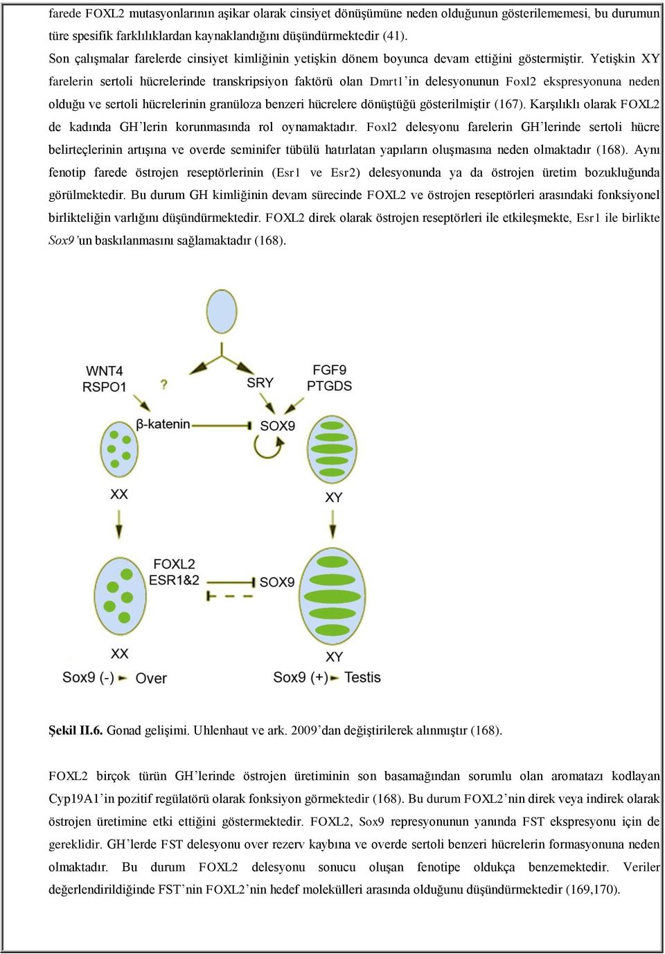 Yetişkin XY farelerin sertoli hücrelerinde transkripsiyon faktörü olan Dmrt1 in delesyonunun Foxl2 ekspresyonuna neden olduğu ve sertoli hücrelerinin granüloza benzeri hücrelere dönüştüğü
