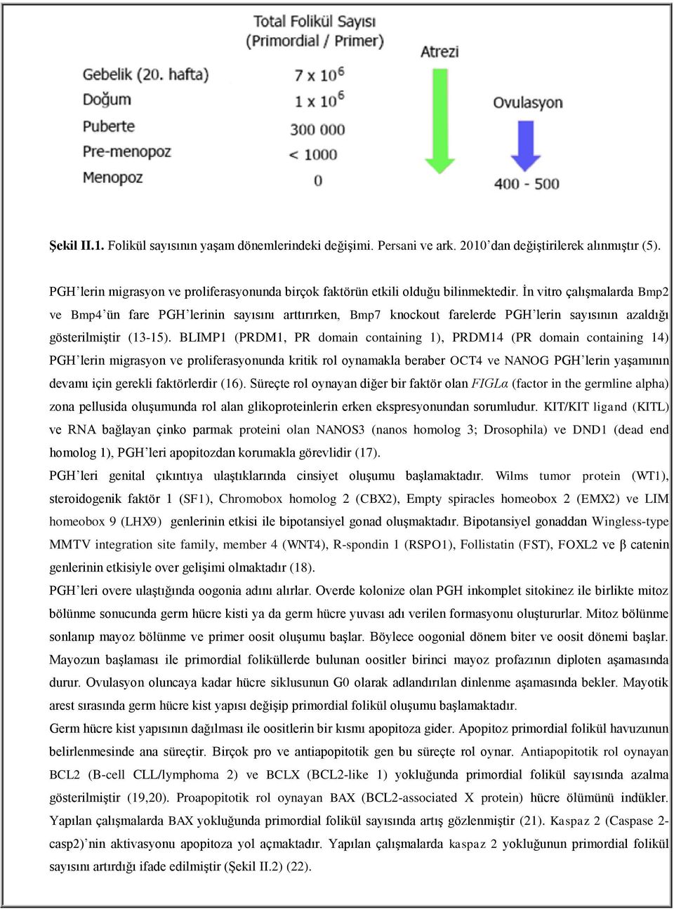 İn vitro çalışmalarda Bmp2 ve Bmp4 ün fare PGH lerinin sayısını arttırırken, Bmp7 knockout farelerde PGH lerin sayısının azaldığı gösterilmiştir (13-15).