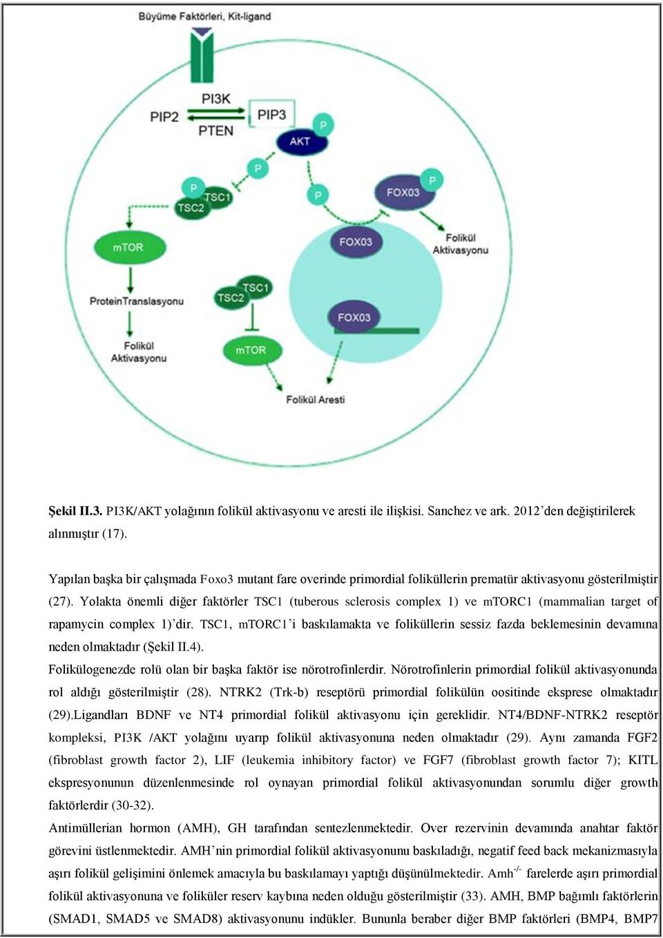 Yolakta önemli diğer faktörler TSC1 (tuberous sclerosis complex 1) ve mtorc1 (mammalian target of rapamycin complex 1) dir.
