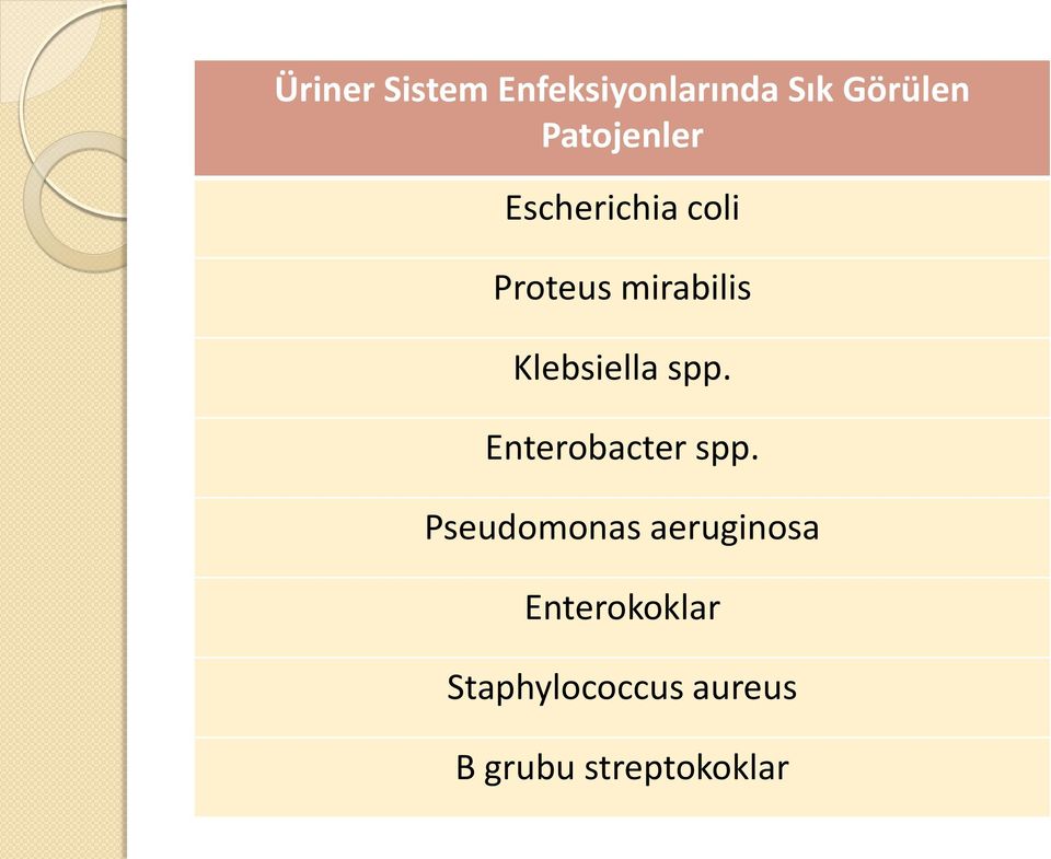 Klebsiella spp. Enterobacter spp.