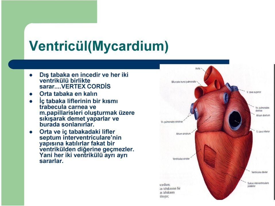 papillarisleri oluşturmak üzere sıkışarak demet yaparlar ve burada sonlanırlar.