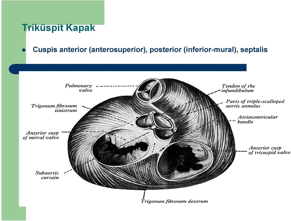 (anterosuperior),