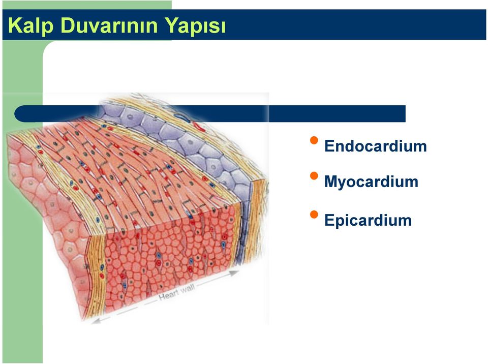 Yapısı