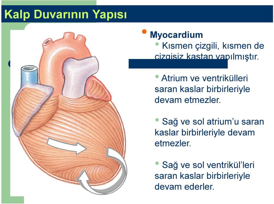 Atrium ve ventrikülleri saran kaslar birbirleriyle devam etmezler.