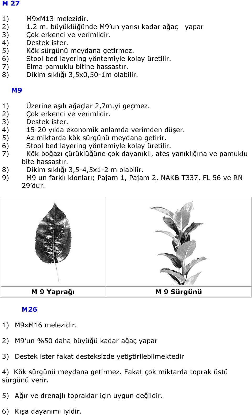 3) Destek ister. 4) 15-20 yılda ekonomik anlamda verimden düşer. 5) Az miktarda kök sürgünü meydana getirir. 6) Stool bed layering yöntemiyle kolay üretilir.