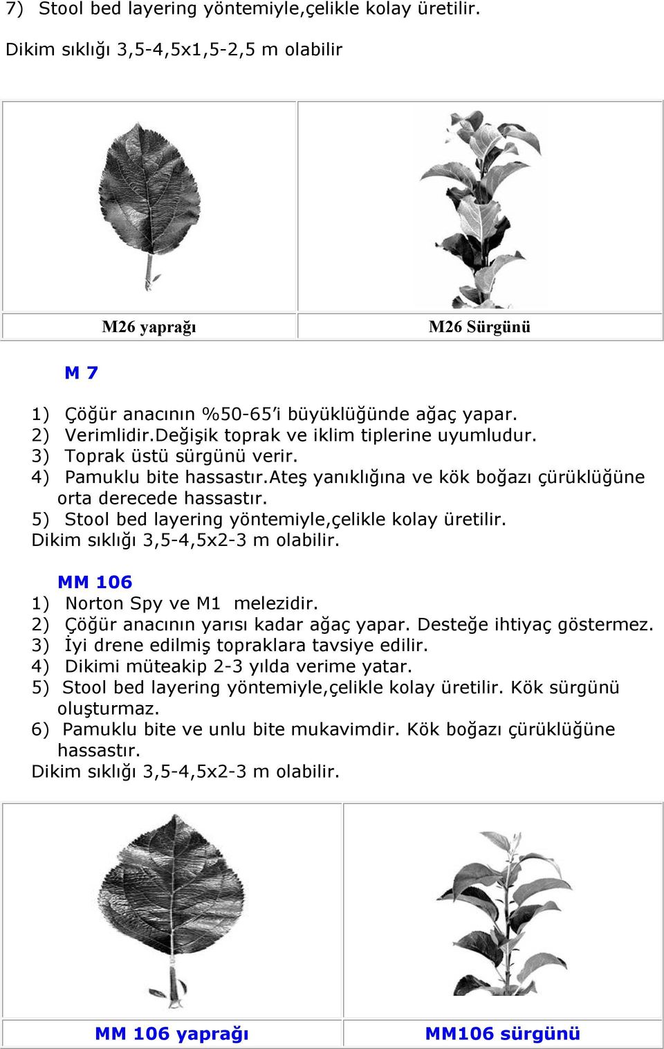 5) Stool bed layering yöntemiyle,çelikle kolay üretilir. Dikim sıklığı 3,5-4,5x2-3 m olabilir. MM 106 1) Norton Spy ve M1 melezidir. 2) Çöğür anacının yarısı kadar ağaç yapar.