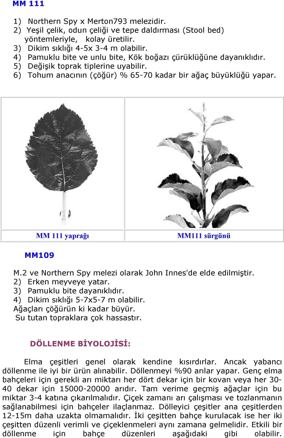 MM 111 yaprağı MM111 sürgünü MM109 M.2 ve Northern Spy melezi olarak John Innes'de elde edilmiştir. 2) Erken meyveye yatar. 3) Pamuklu bite dayanıklıdır. 4) Dikim sıklığı 5-7x5-7 m olabilir.