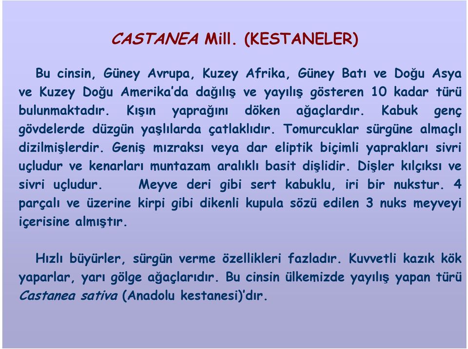 Geniş mızraksı veya dar eliptik biçimli yaprakları sivri uçludur ve kenarları muntazam aralıklı basit dişlidir. Dişler kılçıksı ve sivri uçludur. Meyve deri gibi sert kabuklu, iri bir nukstur.