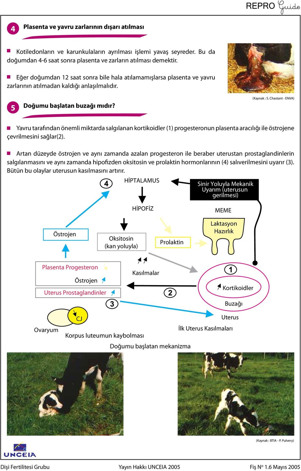 Chastant - ENVA) Yavru tarafından önemli miktarda salgılanan kortikoidler (1) progesteronun plasenta aracılığı ile östrojene çevrilmesini sağlar(2).