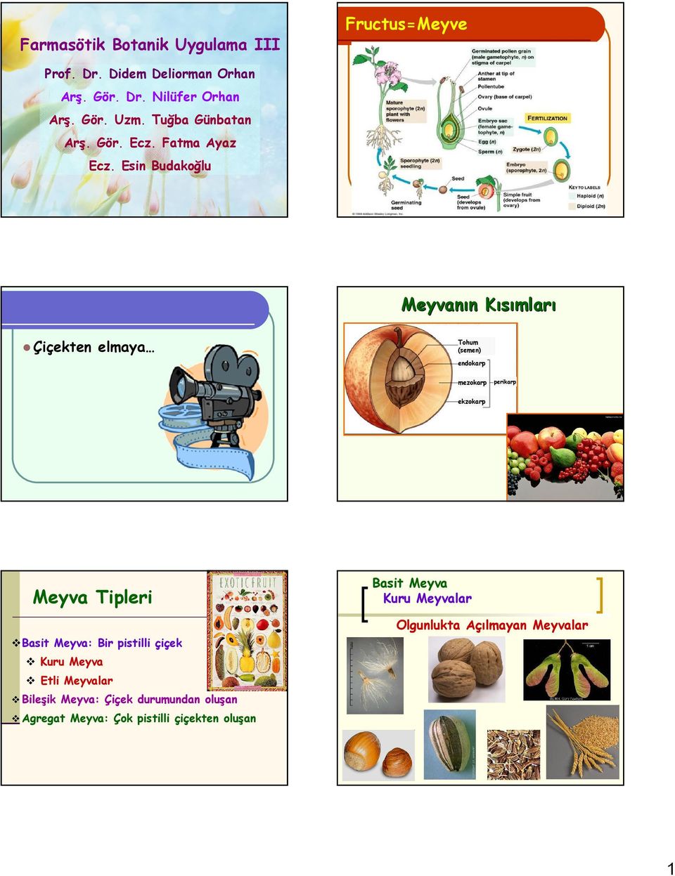 Esin Budakoğlu Meyvanın Kısımları Çiçekten elmaya Tohum (semen) endokarp mezokarp perikarp ekzokarp Meyva Tipleri Basit