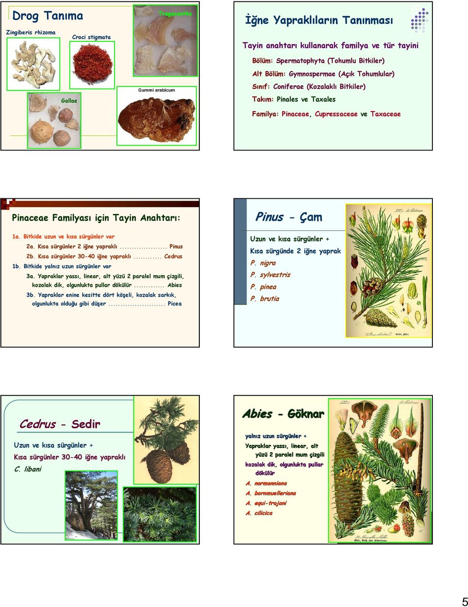 Bitkide uzun ve kısa sürgünler var 2a. Kısa sürgünler 2 iğne yapraklı... Pinus 2b. Kısa sürgünler 30-40 iğne yapraklı... Cedrus 1b. Bitkide yalnız uzun sürgünler var 3a.