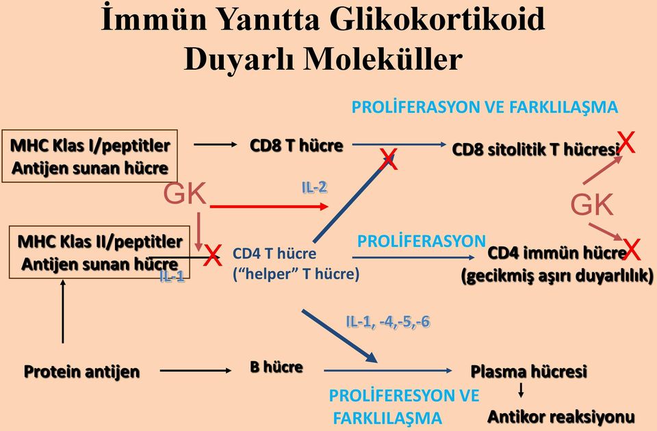 VE FARKLILAŞMA X CD8 sitolitik T hücresi GK X X PROLİFERASYON CD4 immün hücre (gecikmiş aşırı