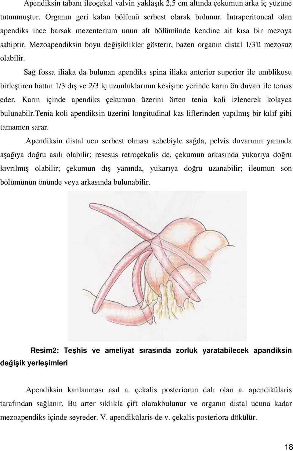 Sağ fossa iliaka da bulunan apendiks spina iliaka anterior superior ile umblikusu birleştiren hattın 1/3 dış ve 2/3 iç uzunluklarının kesişme yerinde karın ön duvarı ile temas eder.