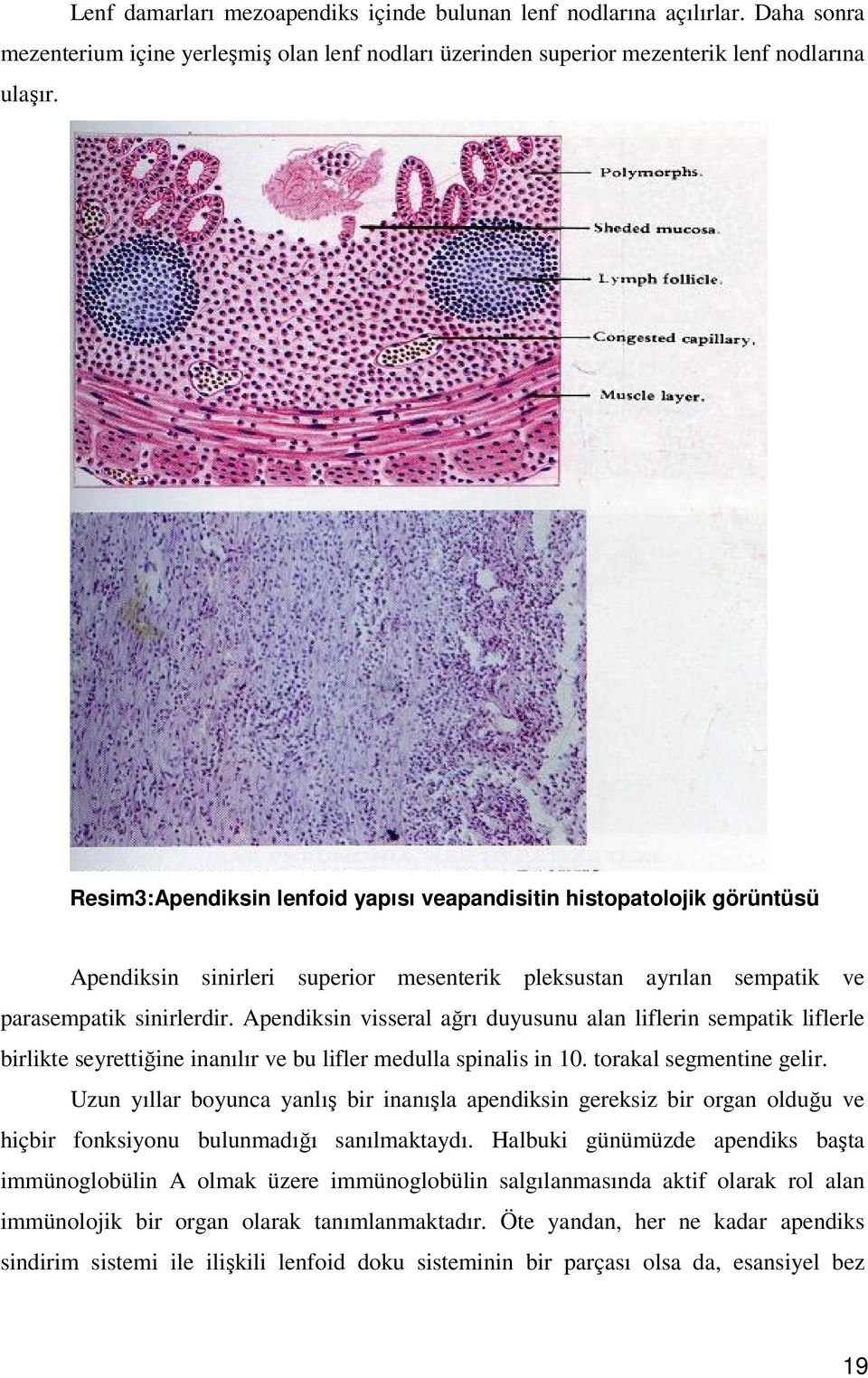 Apendiksin visseral ağrı duyusunu alan liflerin sempatik liflerle birlikte seyrettiğine inanılır ve bu lifler medulla spinalis in 10. torakal segmentine gelir.