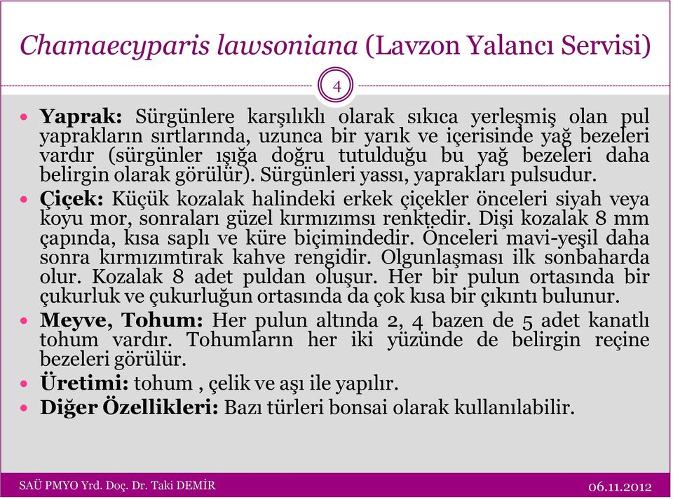 Çiçek: Küçük kozalak halindeki erkek çiçekler önceleri siyah veya koyu mor, sonraları güzel kırmızımsı renktedir. Dişi kozalak 8 mm çapında, kısa saplı ve küre biçimindedir.