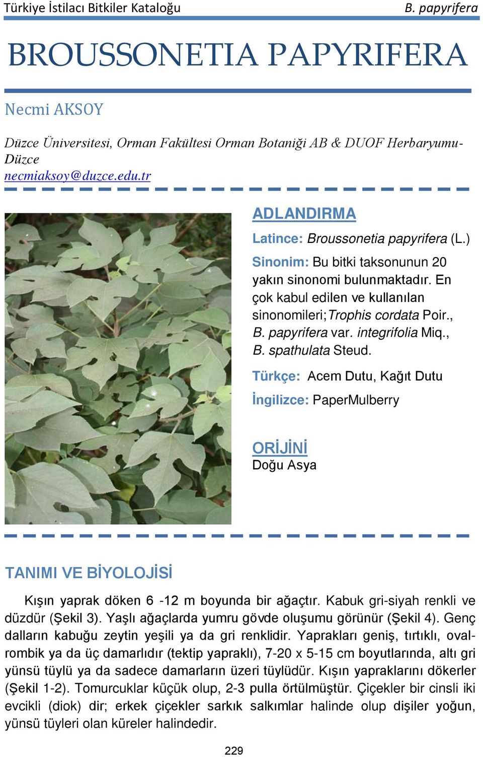 Türkçe: Acem Dutu, Kağıt Dutu İngilizce: PaperMulberry ORİJİNİ Doğu Asya TANIMI VE BİYOLOJİSİ Kışın yaprak döken 6-12 m boyunda bir ağaçtır. Kabuk gri-siyah renkli ve düzdür (Şekil 3).