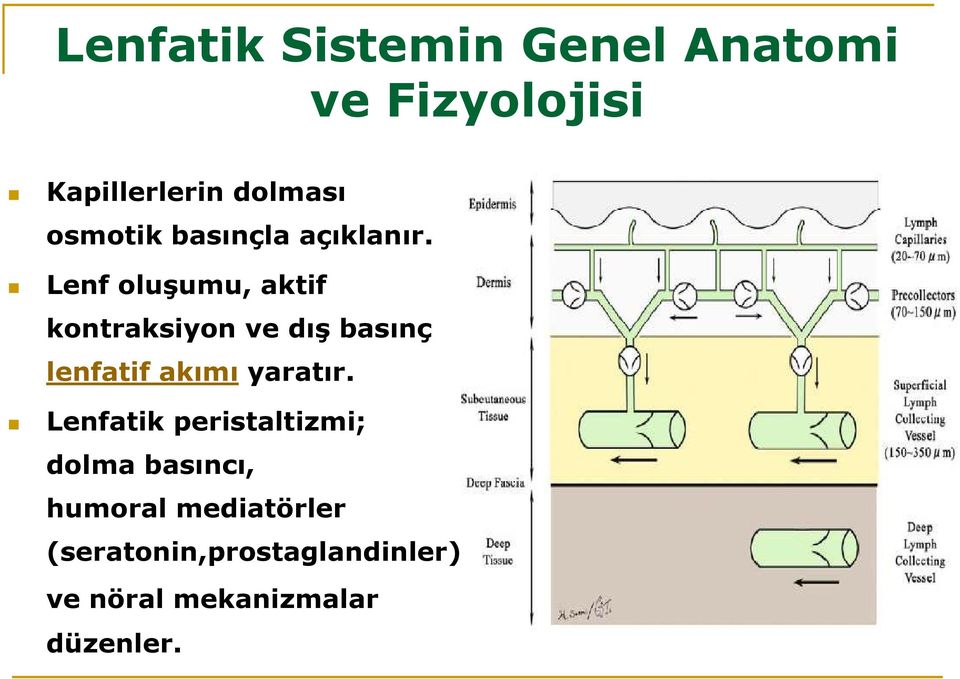 Lenf oluşumu, aktif kontraksiyon ve dış basınç lenfatif akımı yaratır.