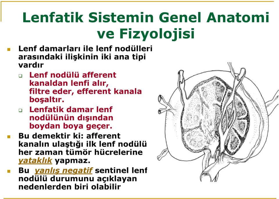 Lenfatik damar lenf nodülünün dışından boydan boya geçer.