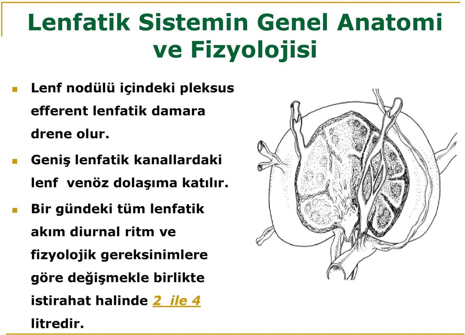 Geniş lenfatik kanallardaki lenf venöz dolaşıma katılır.