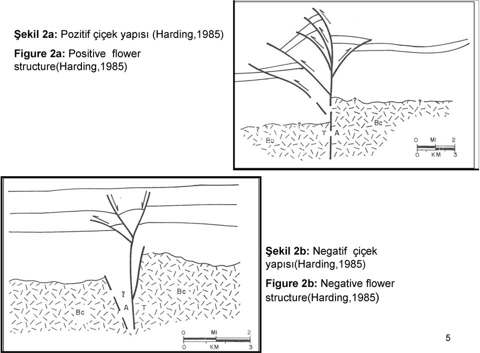 structure(harding,1985) Şekil 2b: Negatif çiçek