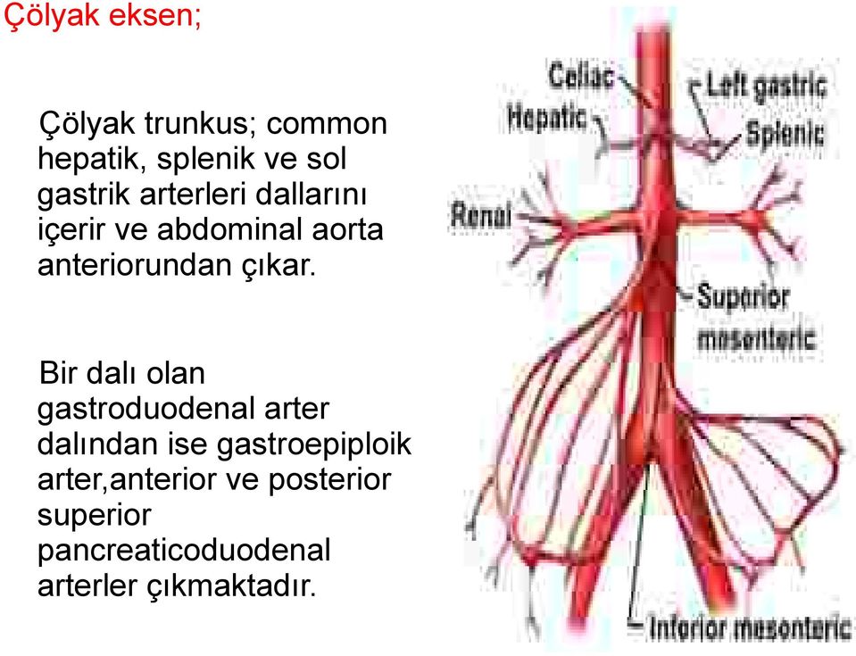 Bir dalı olan gastroduodenal arter dalından ise gastroepiploik