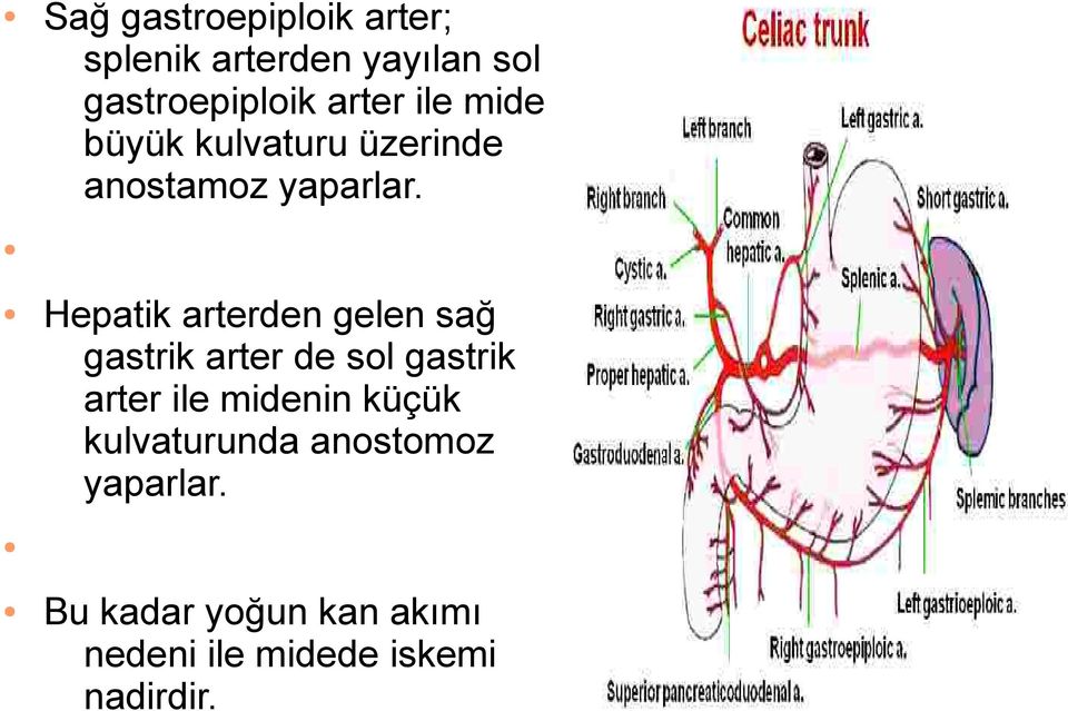 Hepatik arterden gelen sağ gastrik arter de sol gastrik arter ile midenin