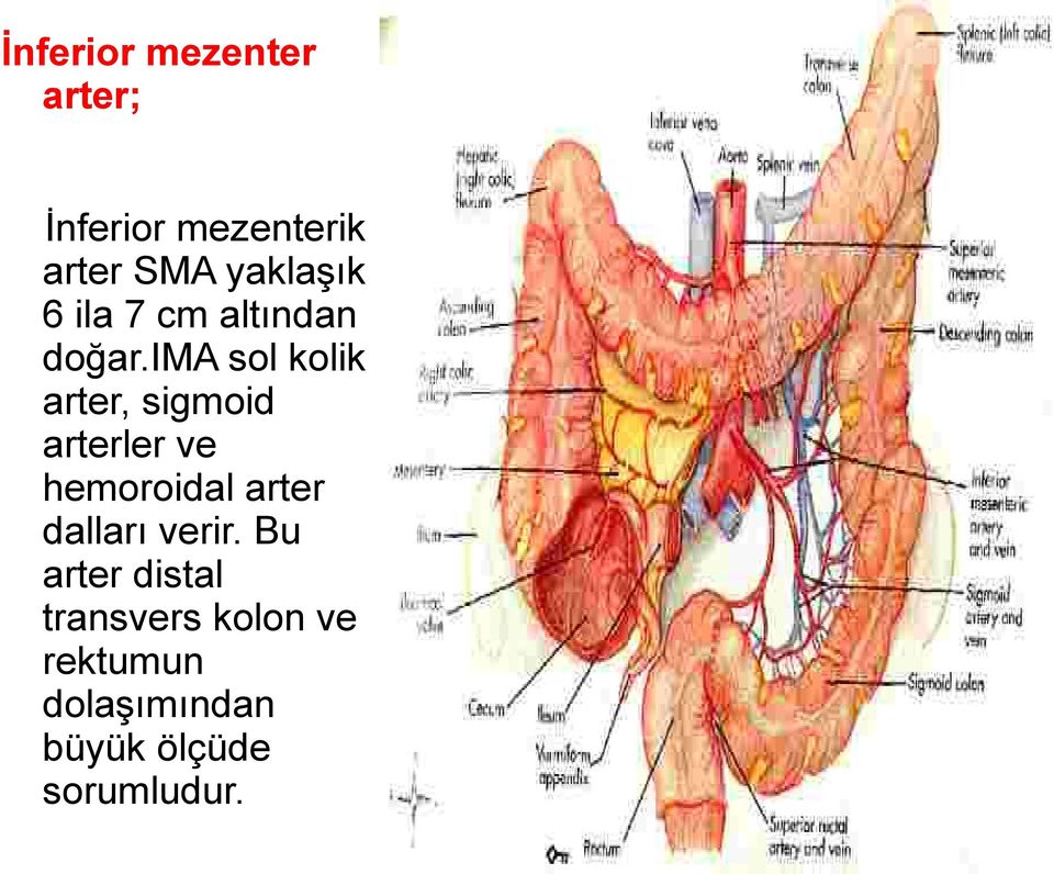 ima sol kolik arter, sigmoid arterler ve hemoroidal arter