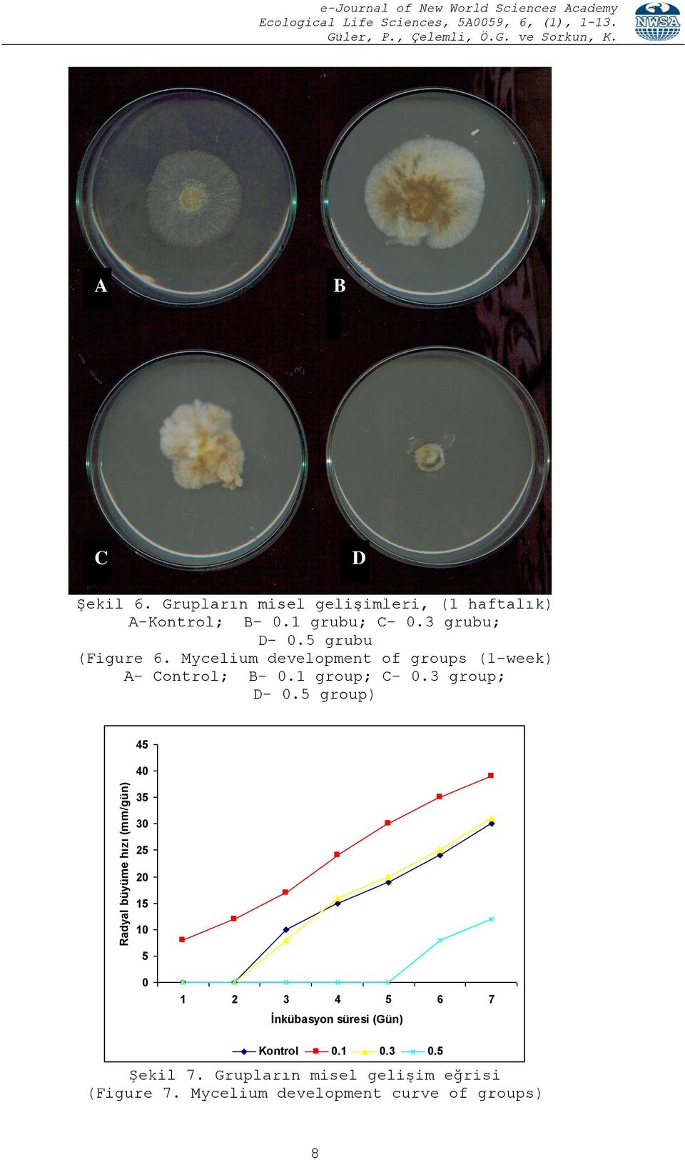 Mycelium development of groups (1-week) A- Control; B- 0.1 group; C- 0.3 group; D- 0.