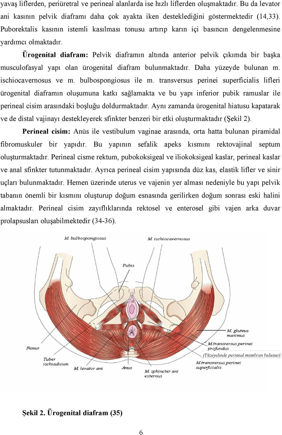 Ürogenital diafram: Pelvik diaframın altında anterior pelvik çıkımda bir başka musculofasyal yapı olan ürogenital diafram bulunmaktadır. Daha yüzeyde bulunan m. ischiocavernosus ve m.
