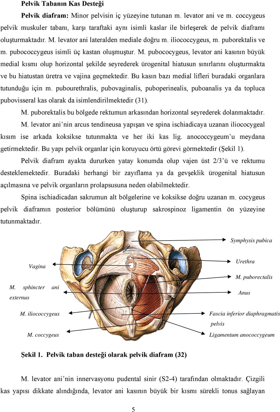 pubococcygeus isimli üç kastan oluşmuştur. M.