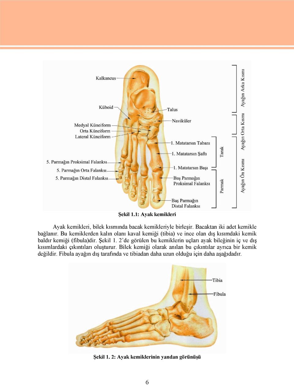 2 de görülen bu kemiklerin uçları ayak bileğinin iç ve dış kısımlardaki çıkıntıları oluşturur.
