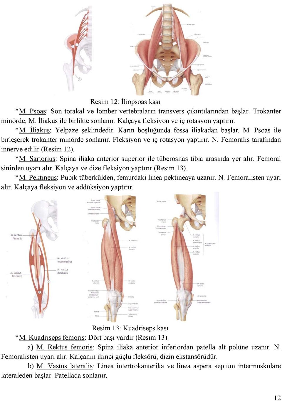 Fleksiyon ve iç rotasyon yaptırır. N. Femoralis tarafından innerve edilir (Resim 12). *M. Sartorius: Spina iliaka anterior superior ile tüberositas tibia arasında yer alır.