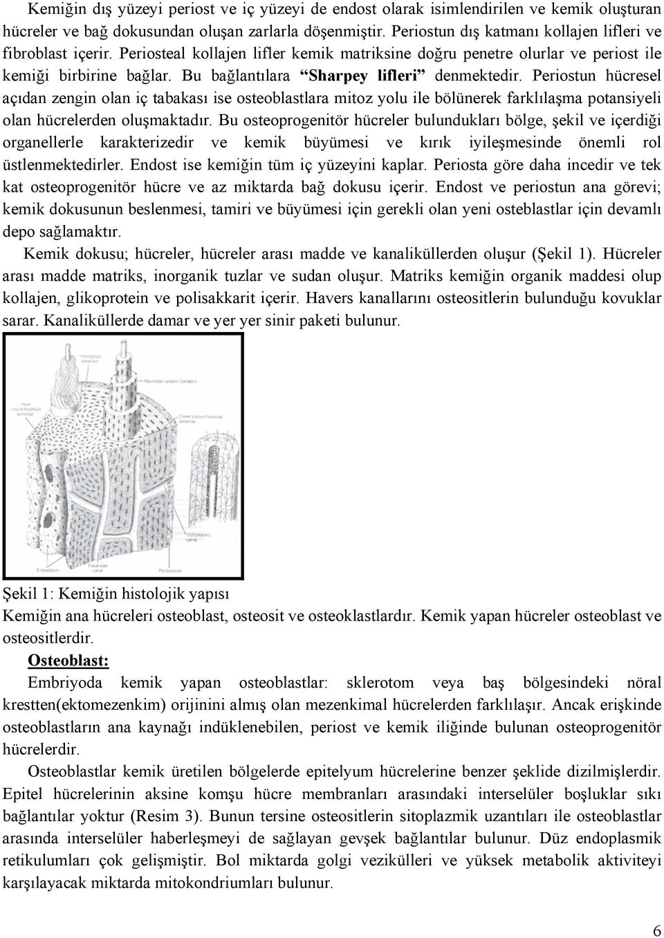 Bu bağlantılara Sharpey lifleri denmektedir. Periostun hücresel açıdan zengin olan iç tabakası ise osteoblastlara mitoz yolu ile bölünerek farklılaşma potansiyeli olan hücrelerden oluşmaktadır.