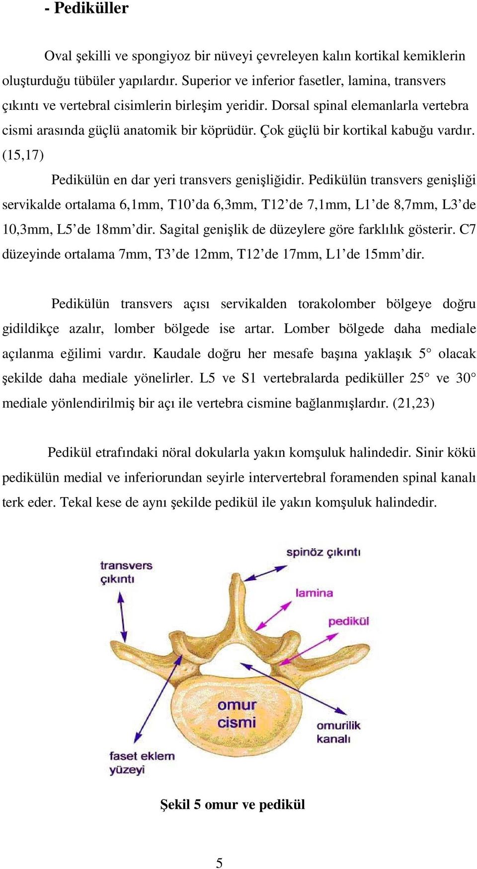 Çok güçlü bir kortikal kabuğu vardır. (15,17) Pedikülün en dar yeri transvers genişliğidir.
