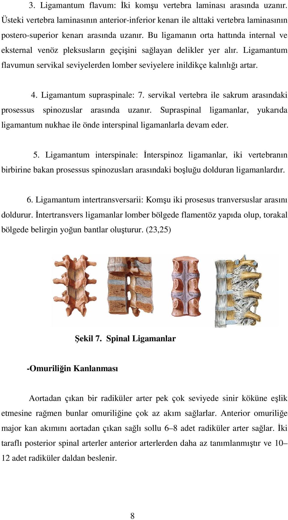 Ligamantum supraspinale: 7. servikal vertebra ile sakrum arasındaki prosessus spinozuslar arasında uzanır.