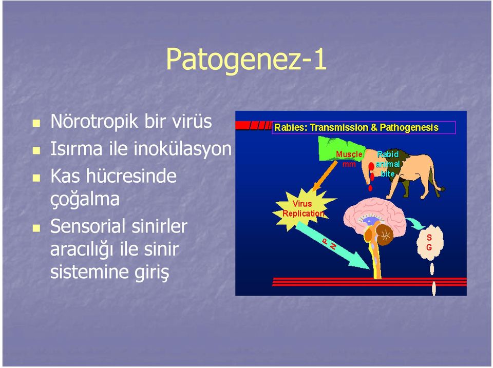 hücresinde çoğalma Sensorial