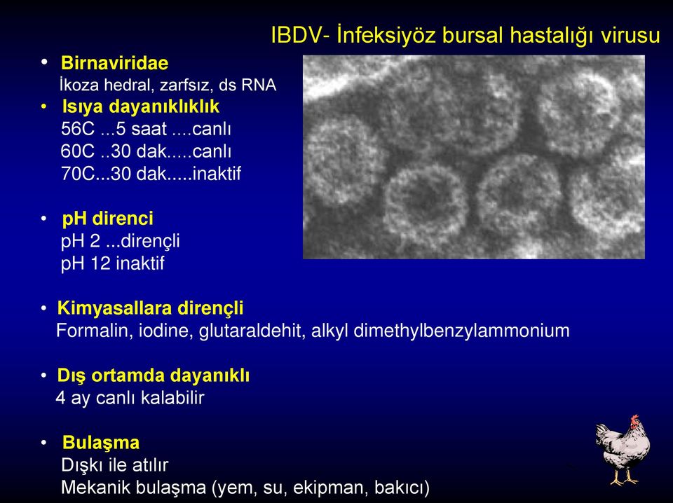 ..dirençli ph 12 inaktif IBDV- İnfeksiyöz bursal hastalığı virusu Kimyasallara dirençli Formalin,