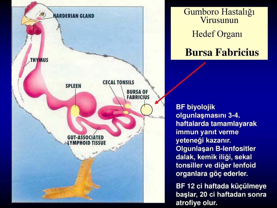 Olgunlaşan B-lenfositler dalak, kemik iliği, sekal tonsiller ve diğer lenfoid