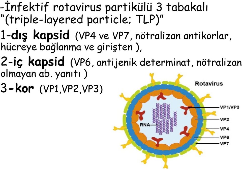 antikorlar, hücreye bağlanma ve girişten ), 2-iç kapsid